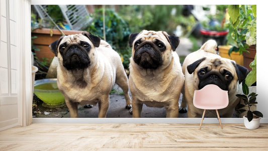 Animals Wallpaper