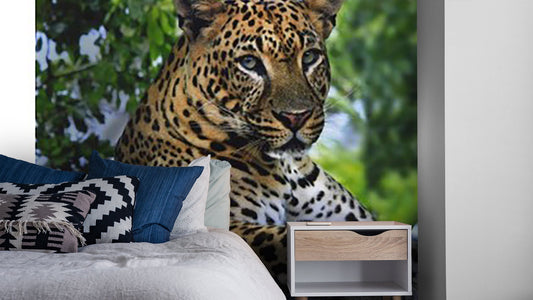 Animals Wallpaper