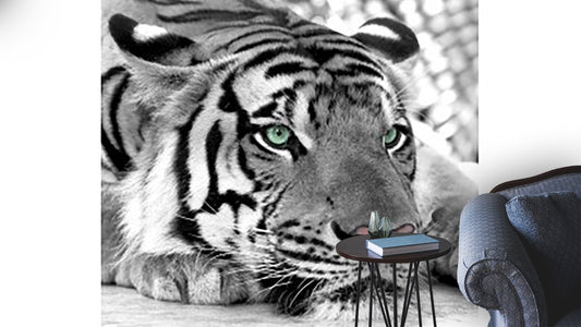 Animals Wallpaper