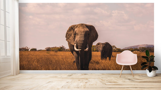 Animals Wallpaper