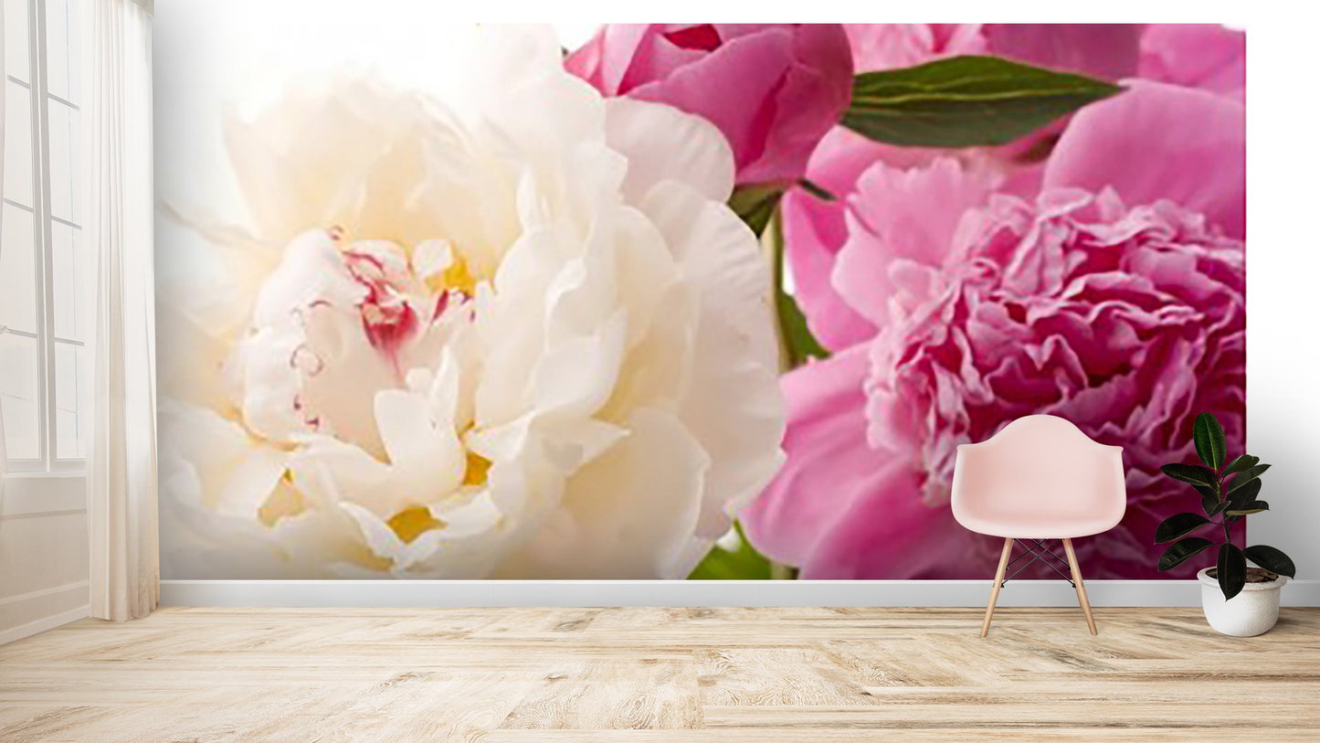 Peonies Flower Wallpaper