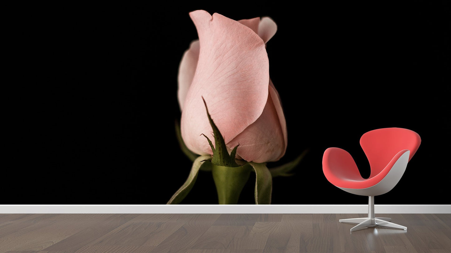 Roses Flower Wallpaper