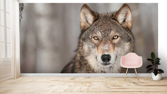 Animals Wallpaper