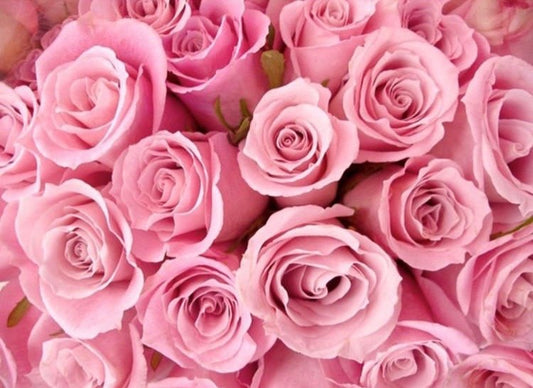Roses Flower Wallpaper