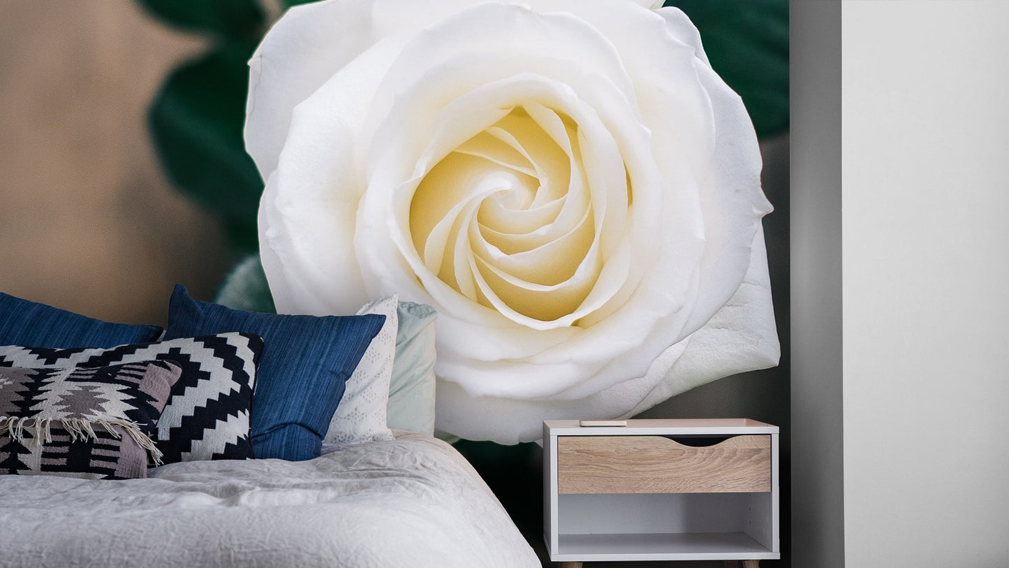 Roses Flower Wallpaper