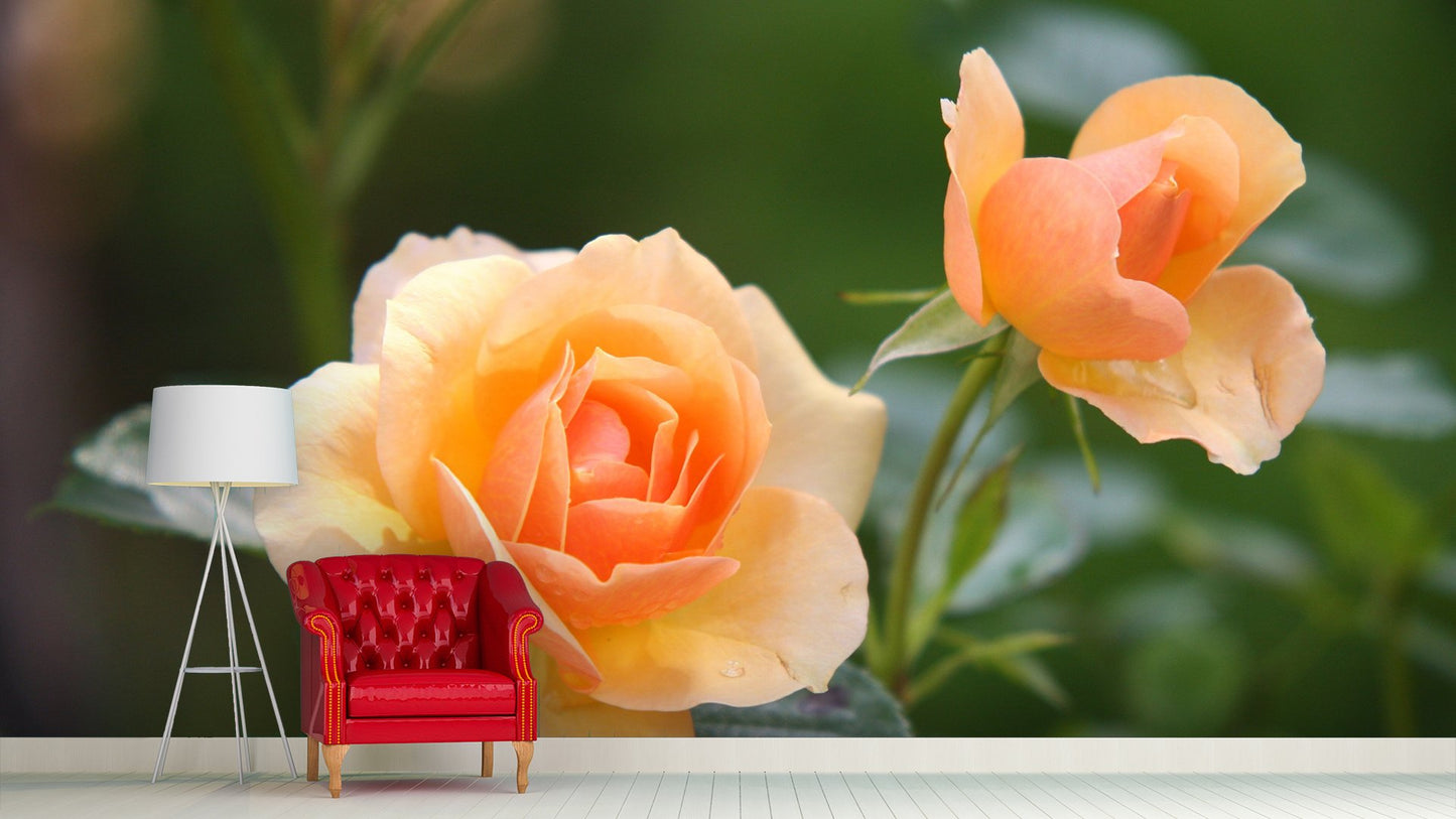 Roses Flower Wallpaper