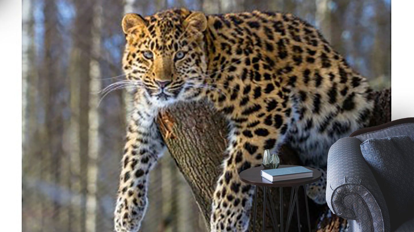 Animals Wallpaper