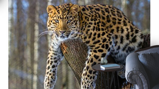 Animals Wallpaper