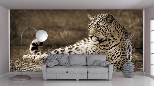 Animals Wallpaper
